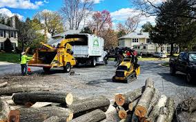 Best Tree Trimming and Pruning  in Oak Grove, MN